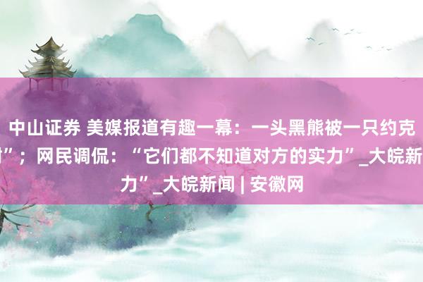 中山证券 美媒报道有趣一幕：一头黑熊被一只约克犬“赶上树”；网民调侃：“它们都不知道对方的实力”_大皖新闻 | 安徽网