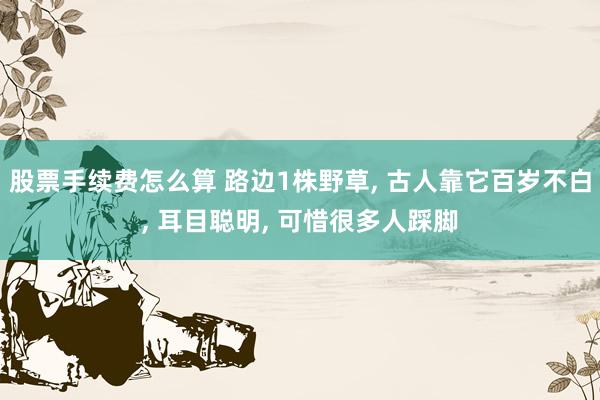 股票手续费怎么算 路边1株野草, 古人靠它百岁不白, 耳目聪明, 可惜很多人踩脚